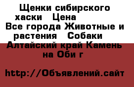 Щенки сибирского хаски › Цена ­ 12 000 - Все города Животные и растения » Собаки   . Алтайский край,Камень-на-Оби г.